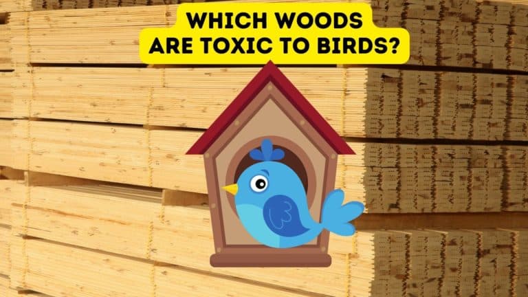 Which Woods Are Toxic to Birds?