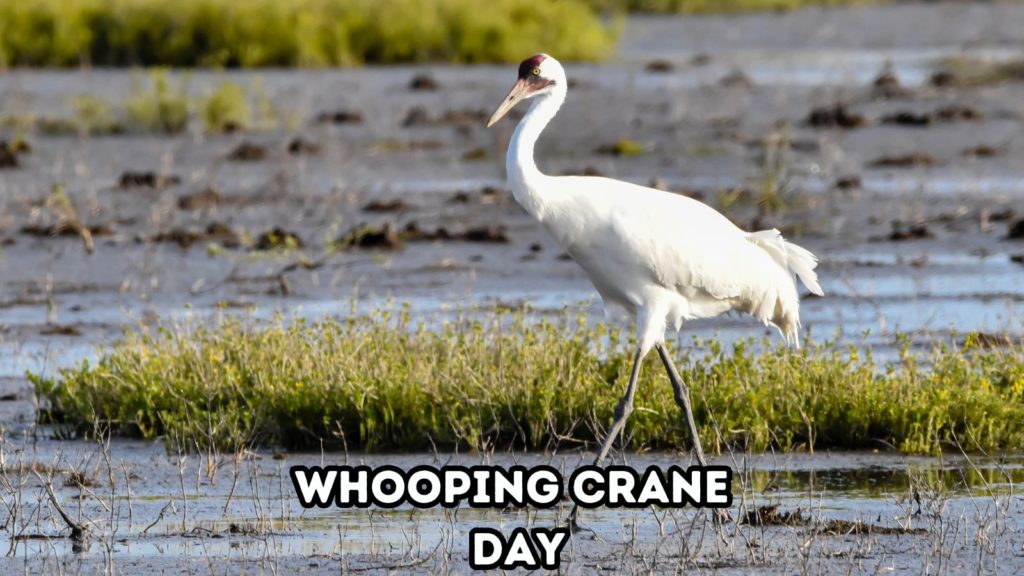 photo of wading whooping crane