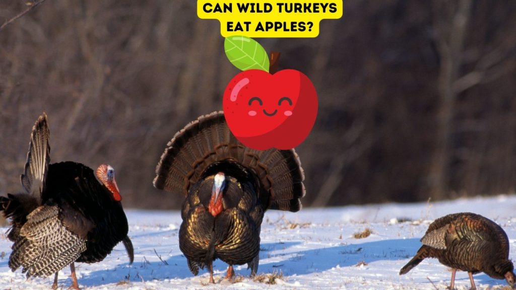 three turkeys foraging in snow