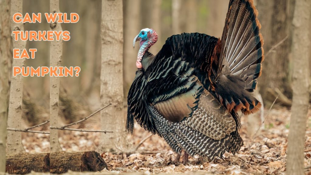 male wild turkey in center of image with words "can wild turkeys eat pumpkin" in left top corner of image