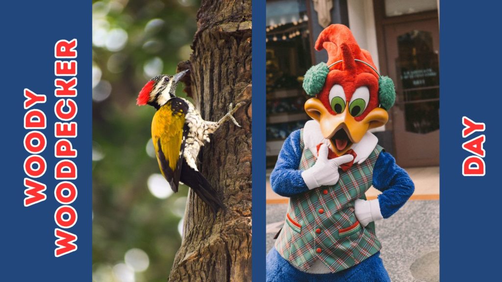 collage of a real woodpecker photo and a photo of a person dressed as Woody Woodpecker