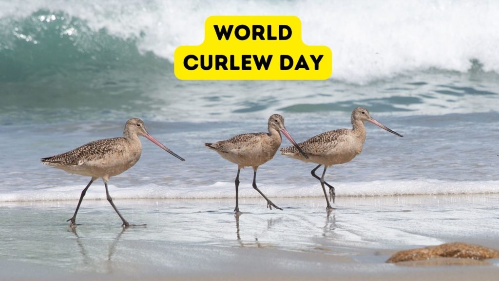 photo of three Curlews walking on the beach at the edge of the waterline