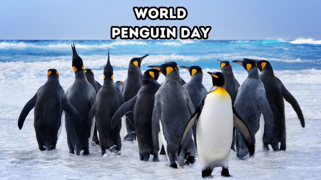 King Penguins entering water in the Falkland Islands