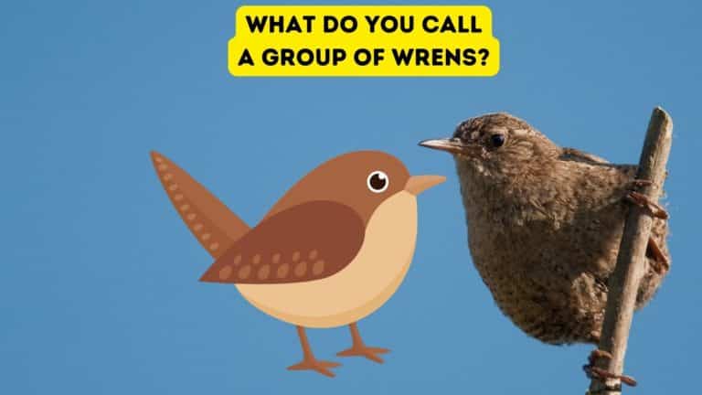 What is a Group of Wrens Called?