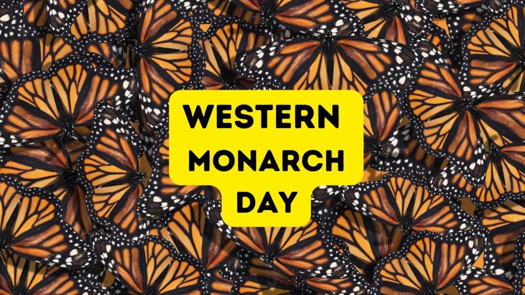 closeup of group of hundreds of Monarch butterflies
