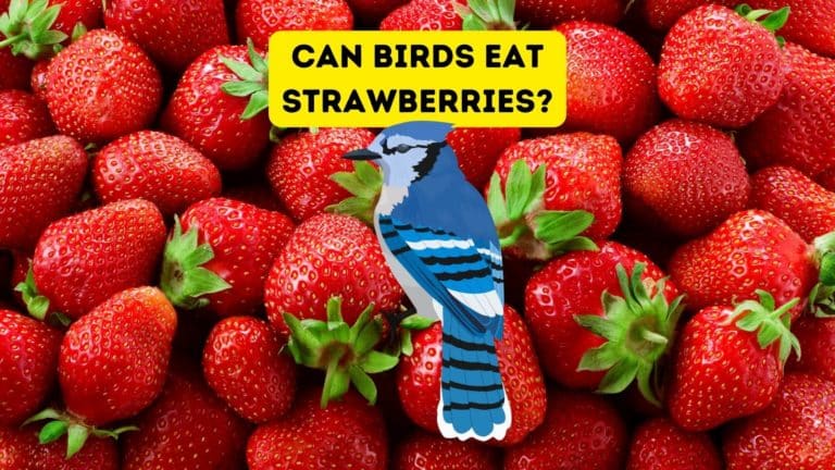 Can Birds Eat Strawberries?