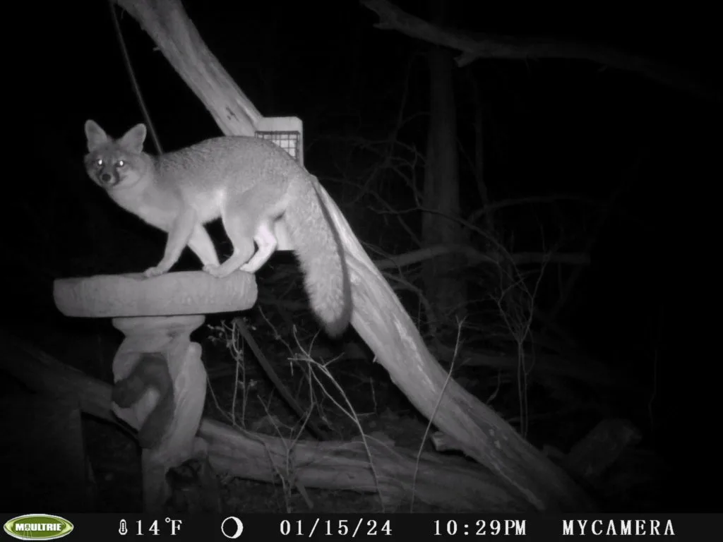 game camera photo of fox on top of bird bath, looking at camera