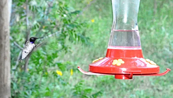 hummingbird at red feeder