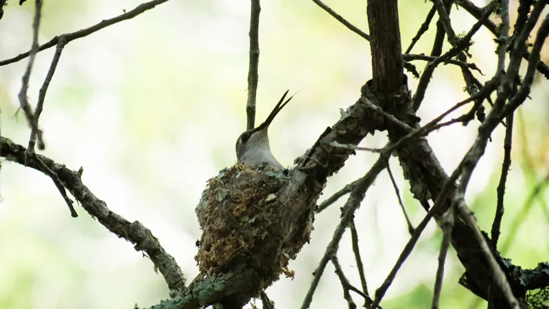 mother hummingbird on nest