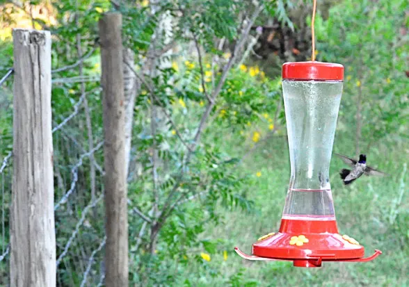 hummingbird drinking from feeder near fence