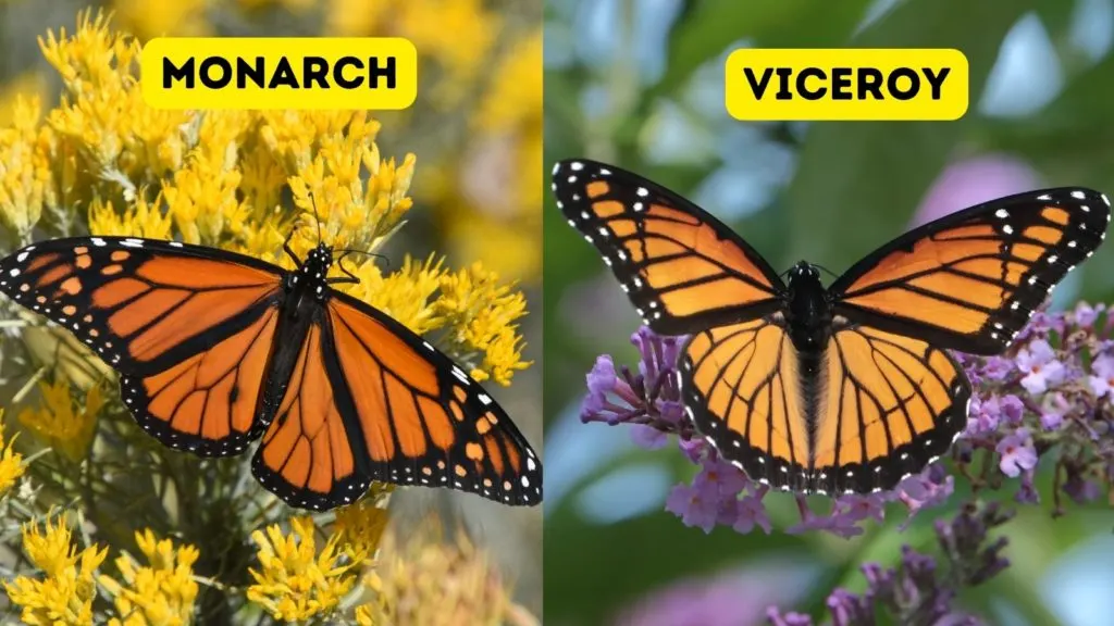 two images comparing a monarch butterfly on the left and a viceroy butterfly on the right