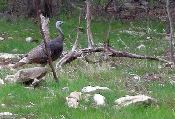 wild turkey walking among stones