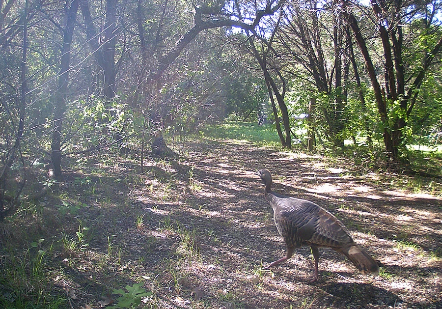 wild turkey walking in woods