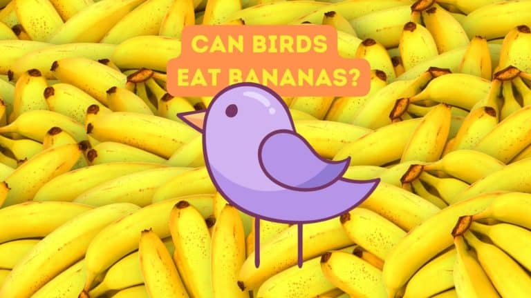 Can Birds Eat Bananas?