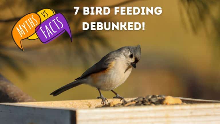 7 Bird Feeding Myths Debunked: Separating Fact from Fiction
