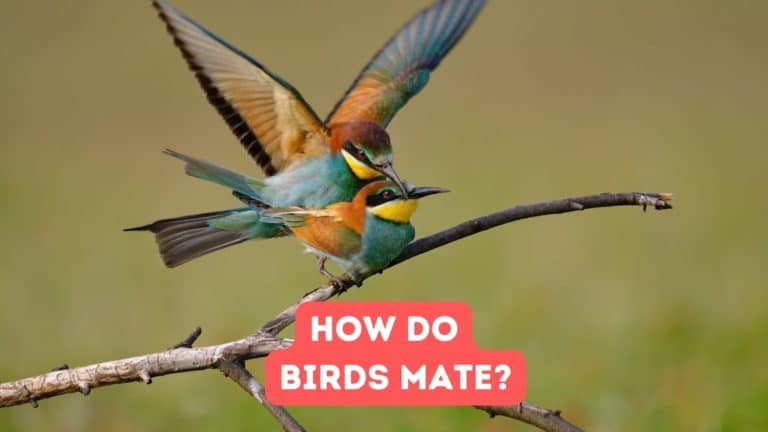 How Do Birds Mate?