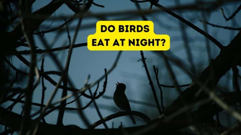 Do Birds Eat at Night?