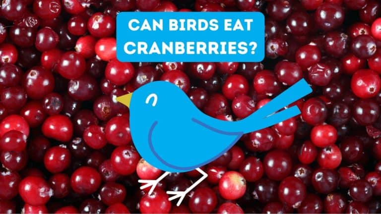 Can Birds Eat Cranberries?