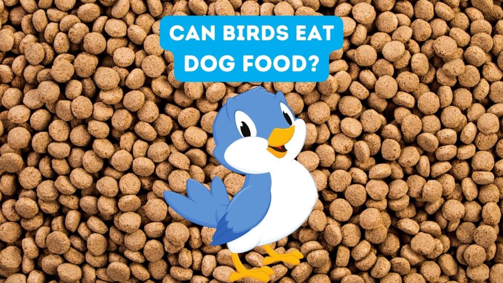 photo of dog food in kibble form with cartoon blue bird in center of image and words "can birds eat dog food" at top of image