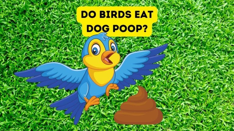 Do Birds Eat Dog Poop?