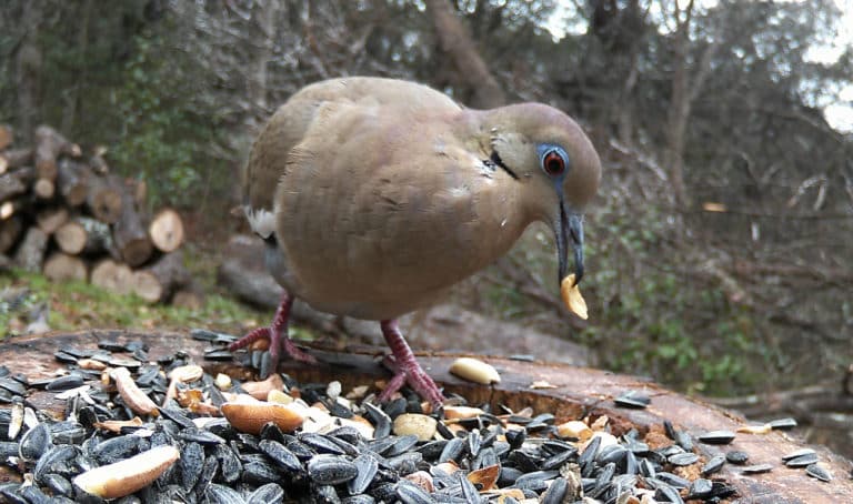 Can Birds Eat Peanuts?