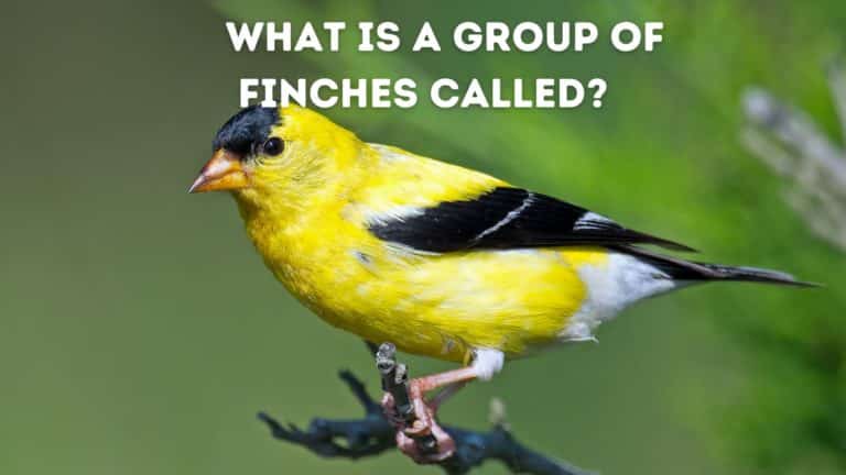 What is a Group of Finches Called?