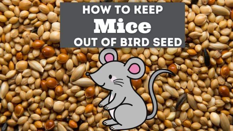 How to Keep Mice Out of Bird Seed