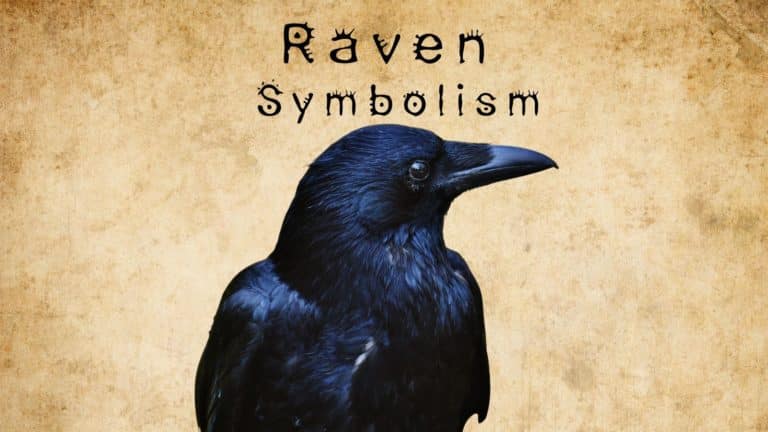 Raven Symbolism – The Meaning of This Bird Across the Globe