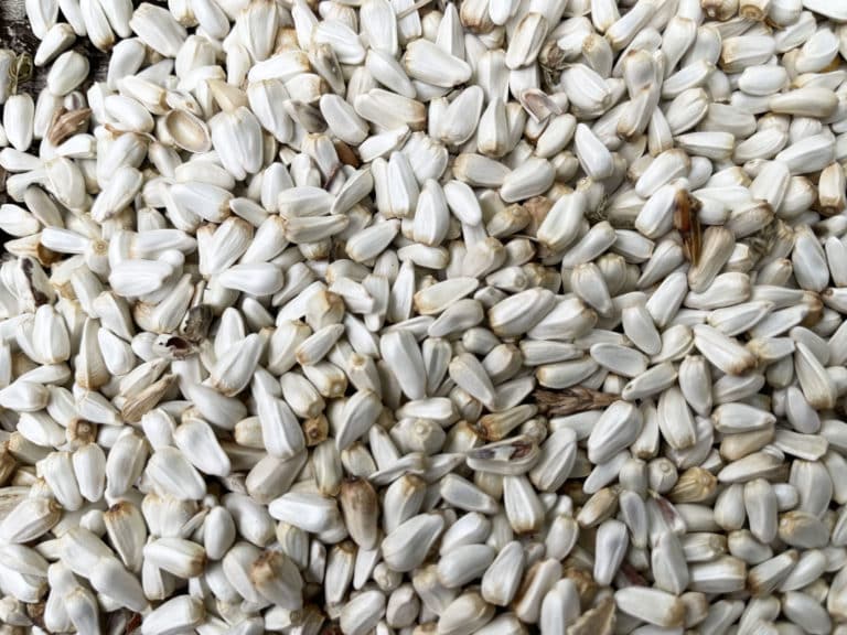 What’s Safflower Seed and Which Birds Like It?