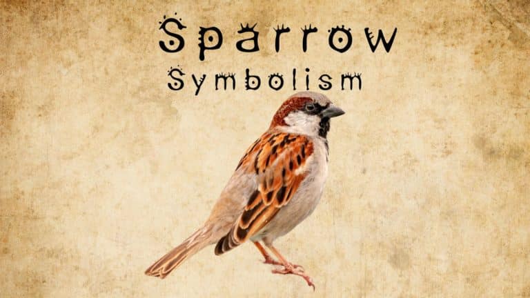 Sparrow Symbolism – The Meaning of These Modest Birds