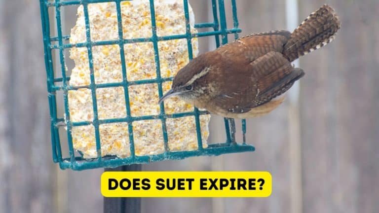 Does Bird Suet Expire?