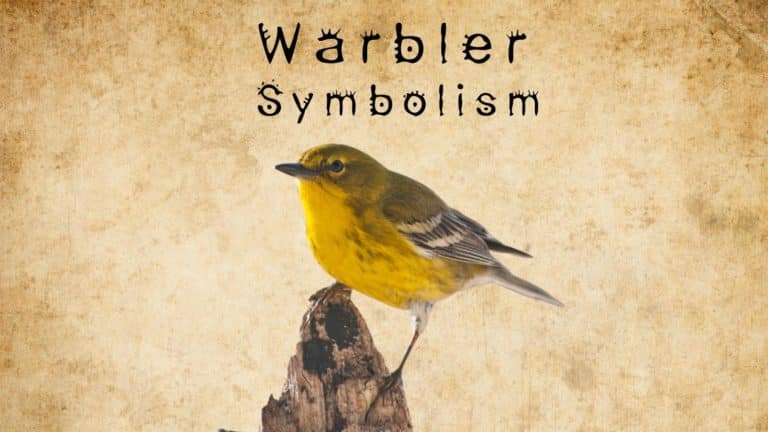 Warbler Symbolism and Meaning