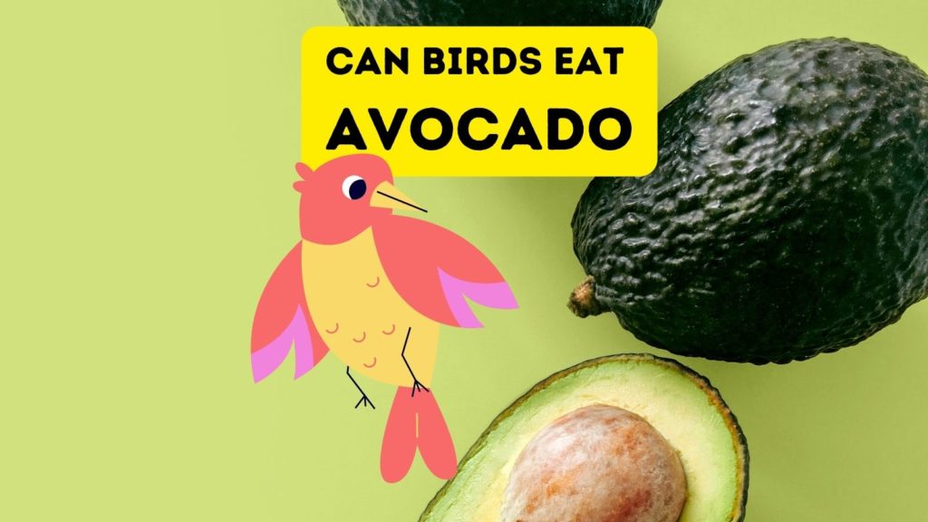 photo of whole avocado and half of an avocado with a graphic of a red and yellow bird in center of image and words "can birds eat avocado" at top of image