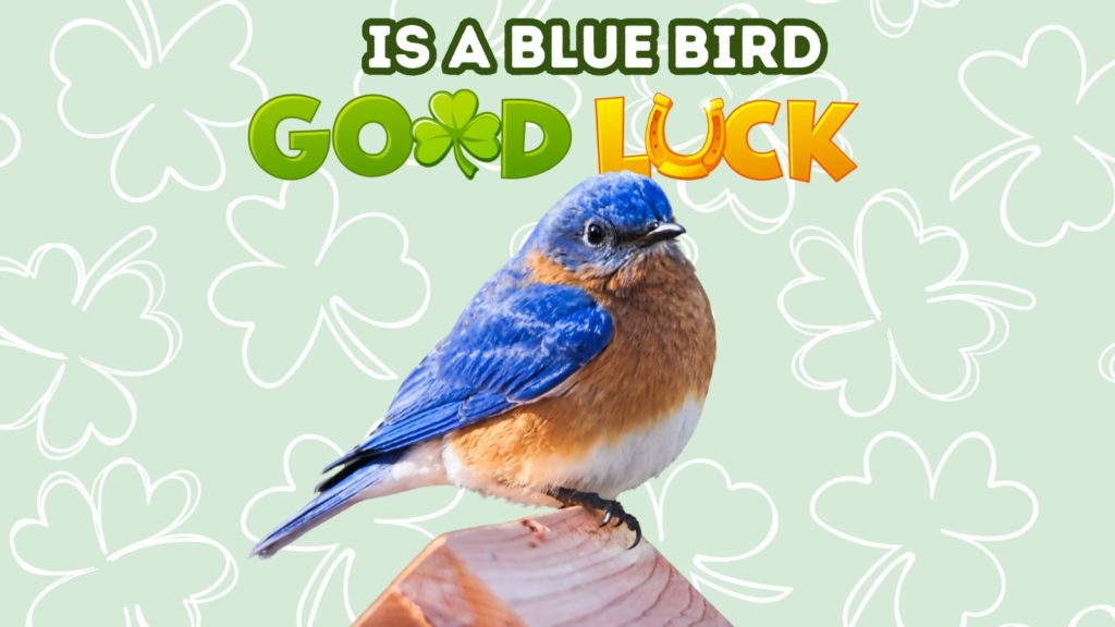 photo of bluebird perched on wood in the center of image with background of lucky clovers and words is a blue bird good luck at top of image