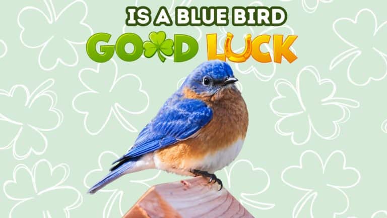Is a Blue Bird Good Luck?