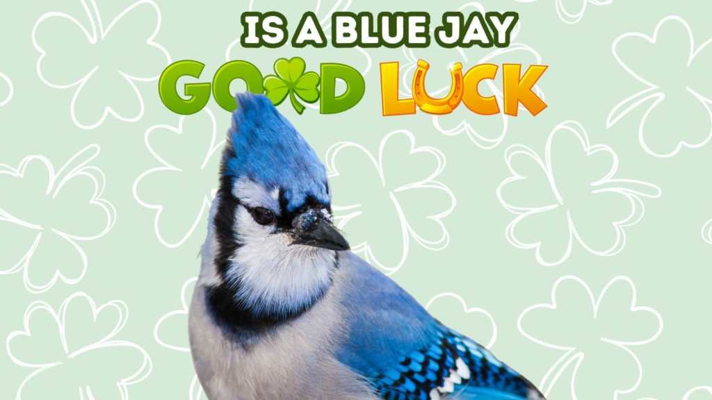 photo of Blue Jay on background of four leaf clover graphics with words Is a Blue Jay Good Luck at top of image