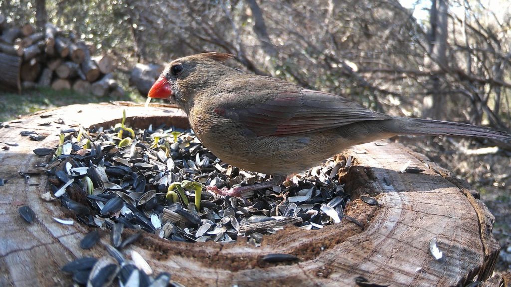 Northern Cardinal (female) on stump with sunflower seeds and sprouted seeds