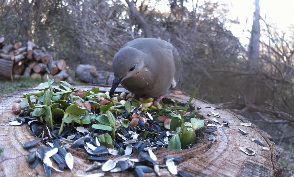 dove looking at sunflower seeds and sprouted sunflower seeds on stump