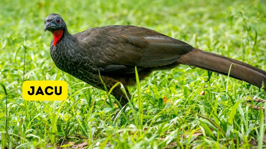 Jacu bird on green grass