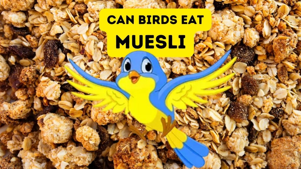 photo of muesli with graphic of blue and yellow bird in center of image with words can birds eat muesli at top of image