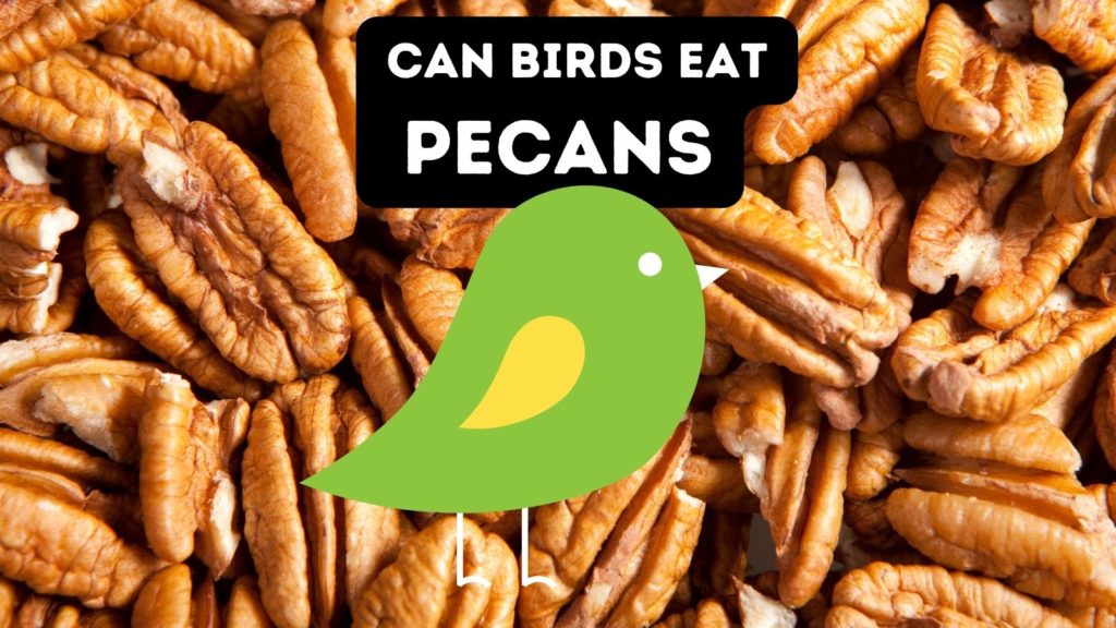 closeup image of shelled pecans with graphic of green bird in center of image with words "can birds eat pecans" at top of image