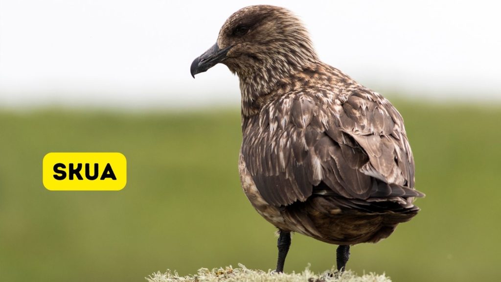 Skua bird