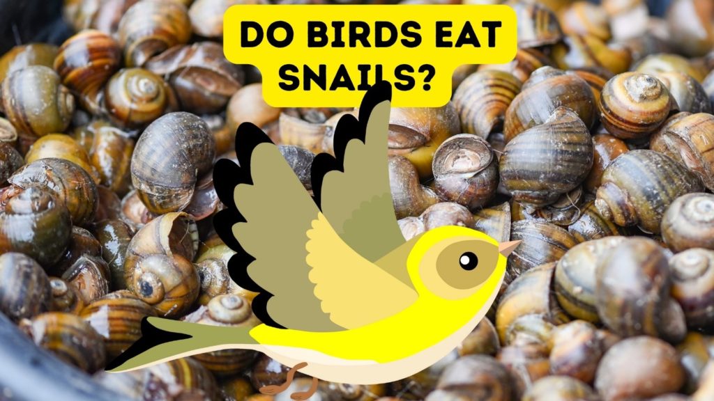 photo of dozens of snails with graphic of yellow and tan bird in center of image with words do birds eat snails at top of image