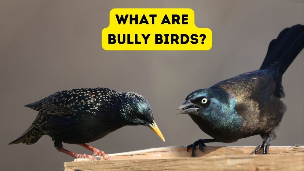 European Starling and Common Grackle