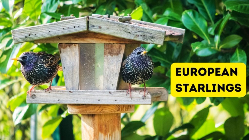 two European starlings at feeder