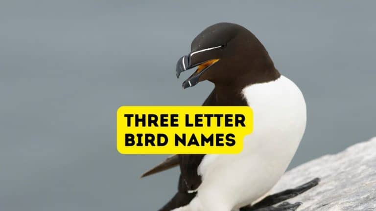 Three Letter Bird Names