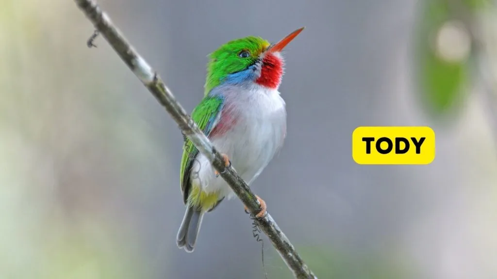 Cuban tody sitting on small branch