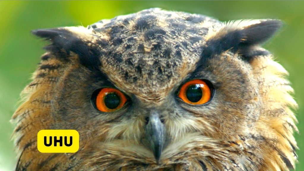 Uhu or Eurasian Eagle-Owl