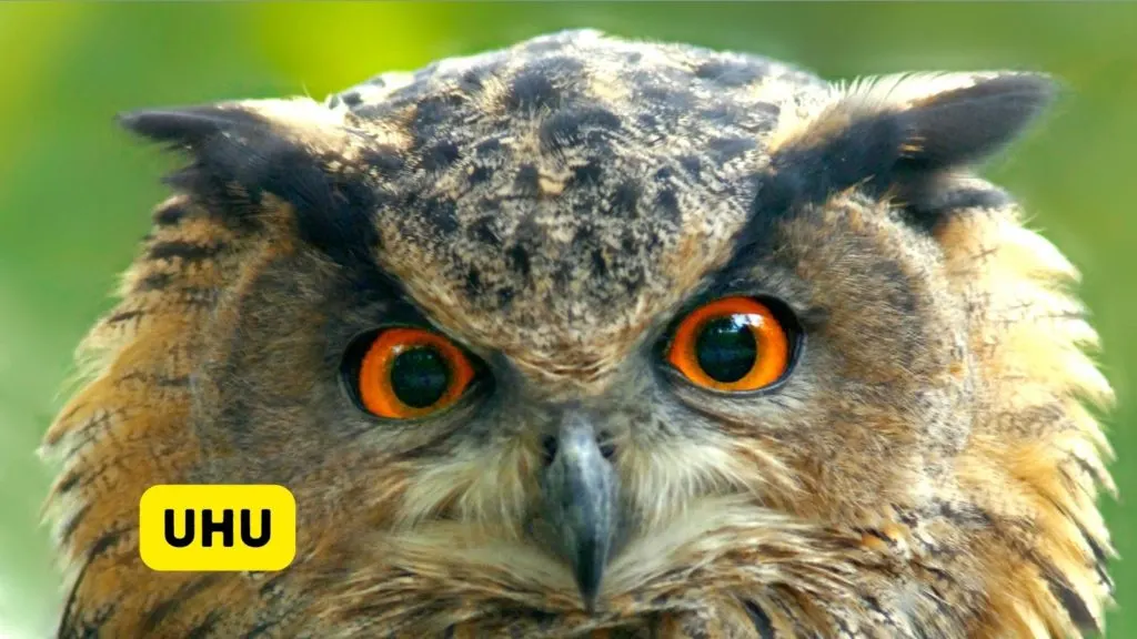 Uhu or Eurasian Eagle-Owl