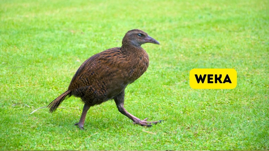 flightless weka bird in New Zealand walking on green grass